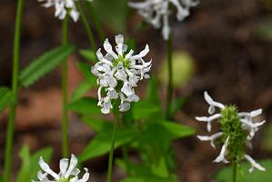 2025-07119543 Tower Hill Botanic Garden, MA